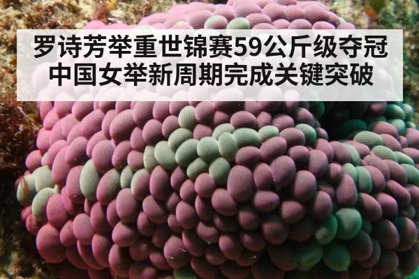 罗诗芳举重世锦赛59公斤级夺冠 中国女举新周期完成关键突破